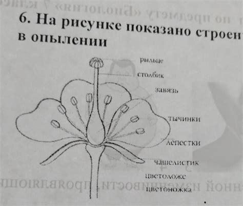 Роль антеридиев в опылении цветка