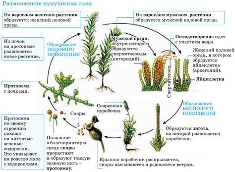 Роль антеридиев в процессе размножения кукушкина льна