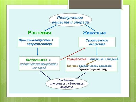 Роль ацетилкоэнзима А в процессе жизнедеятельности организмов