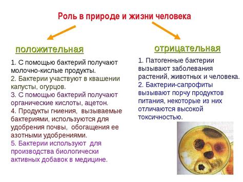 Роль бактерий и инфекции в изменении температуры организма