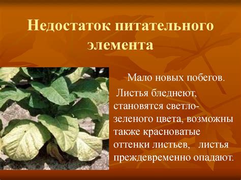 Роль берез в регуляции питательного обеспечения растений на крутых горных склонах