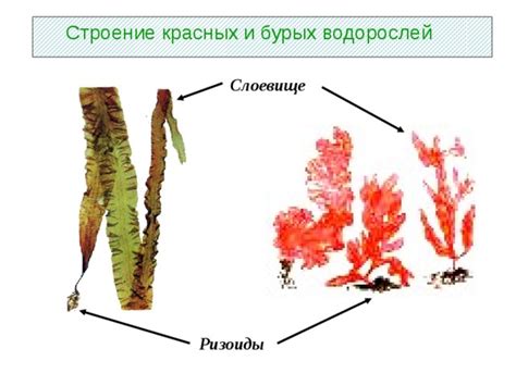 Роль бурых водорослей в биологической системе