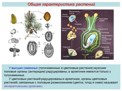 Роль верхнего и нижнего положения спорангиев у голосеменных растений