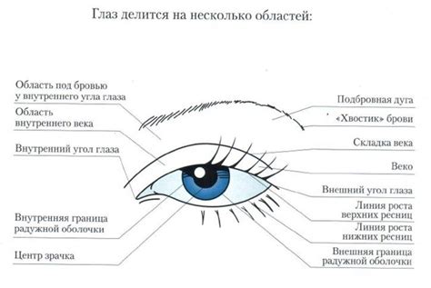 Роль внутреннего угла глаза в процессе дренирования слез