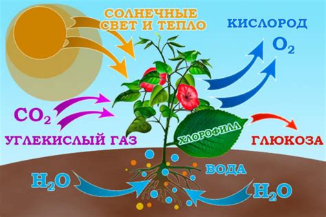 Роль выделения кислорода для растений: что означает это процесс
