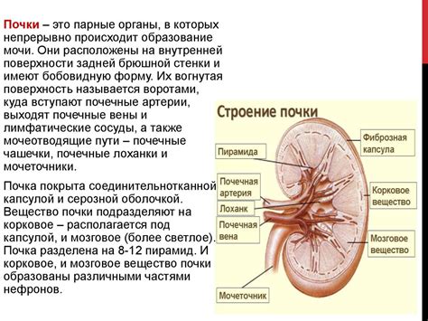 Роль выделительной системы в регуляции водного баланса организма