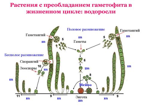 Роль выделительной ткани в жизненном цикле растений
