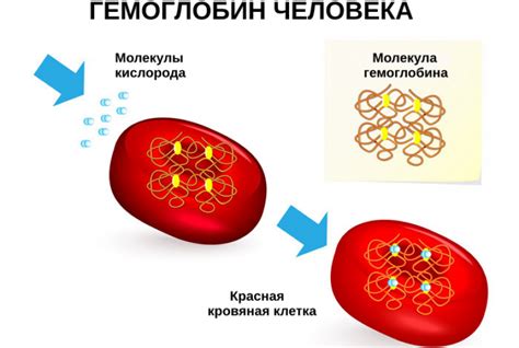 Роль гемоглобина в организме человека и его значения