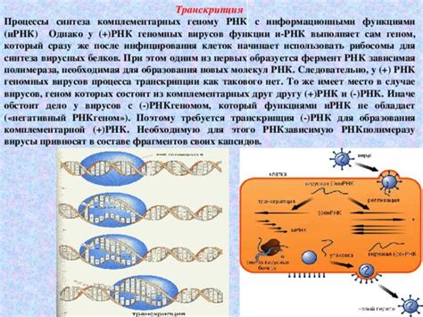 Роль генетической матери РНК вирусов в участии процесса захвата клеток организма