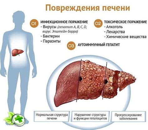 Роль гепатолога в здоровье печени