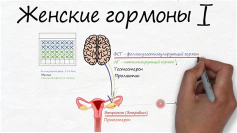 Роль гипоксемии в организме женщин