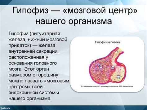 Роль гипоталамуса в эректильной функции