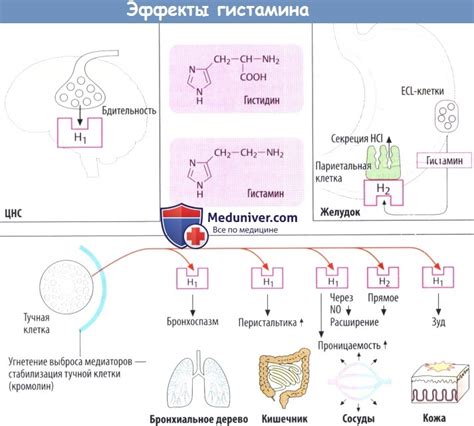 Роль гистамина в развитии аллергических реакций