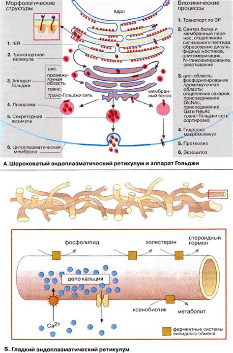 Роль гладкого эндоплазматического ретикулума в синтезе белков: ключевое участие в процессе формирования полноценных белковых структур