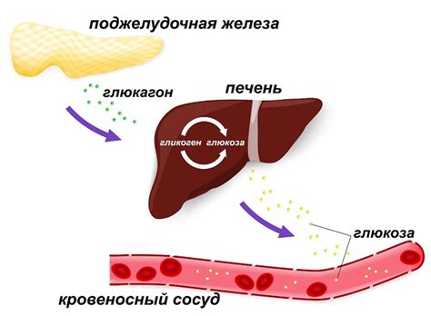 Роль гликогена в мышцах для поддержания физической активности