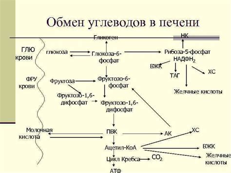 Роль гликогена в обмене веществ