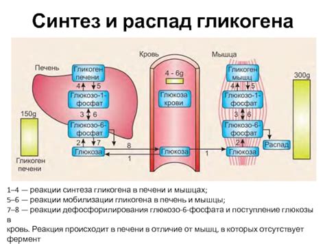 Роль гликогена в организме: неотъемлемый источник энергии и стабилизатор обмена веществ