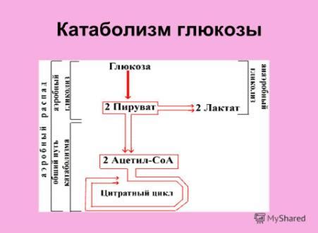 Роль глюкозы в организме: взаимосвязь с общим благополучием