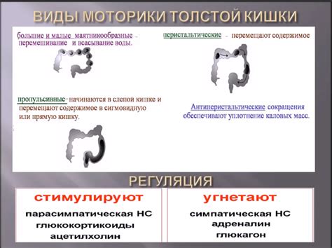 Роль глютена в пищеварении: ключевое понятие и функции в организме