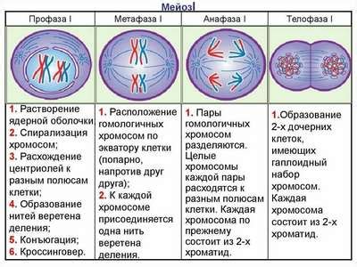 Роль гологелика в процессе деления клеток