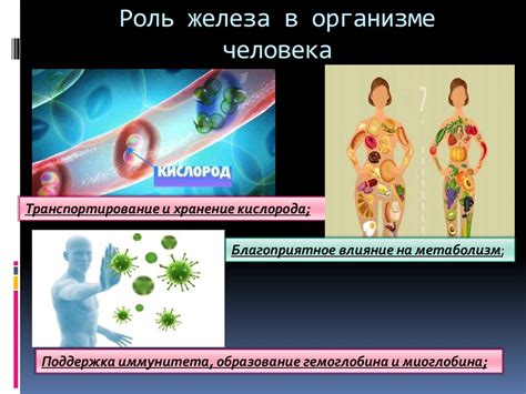 Роль железа в организме и его воздействие на здоровье