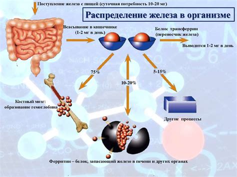 Роль железа в организме и его дефицит