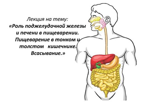 Роль желудка, печени и других органов в процессе пищеварения