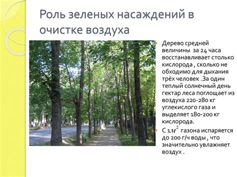 Роль зеленых насаждений в продвижении чистого и свежего воздуха в городской среде