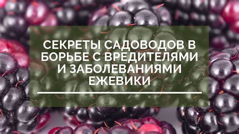 Роль зимних условий в жизни ежевики и способы их преодоления