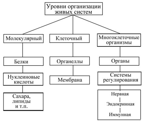 Роль иерархической организации в биологических системах