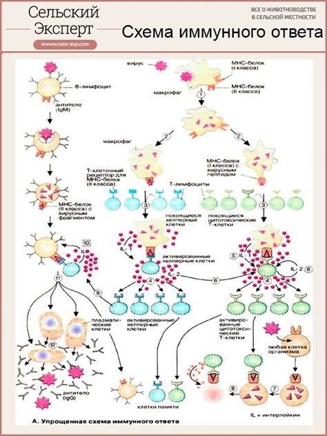 Роль иммунной системы в противостоянии вирусной инфекции