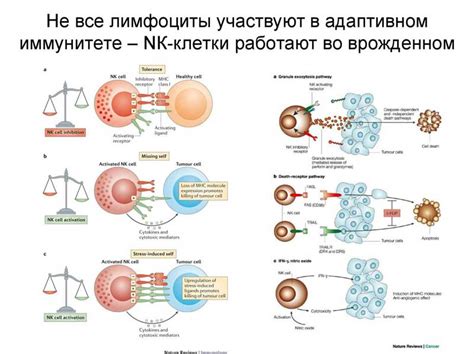 Роль иммунной системы в противостоянии паразитарным инфекциям и протекании воспалительных процессов