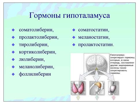 Роль иммунной системы в регуляции терморегуляции организма