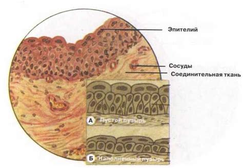 Роль и значимость квадратного эпителия в живом организме