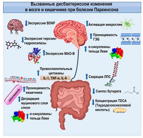 Роль и регуляция нейронов в желудочно-кишечном тракте: влияние на процессы пищеварения