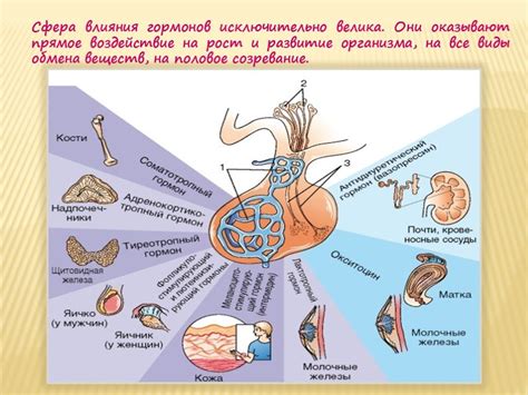 Роль и функции гипофиза в организме человека