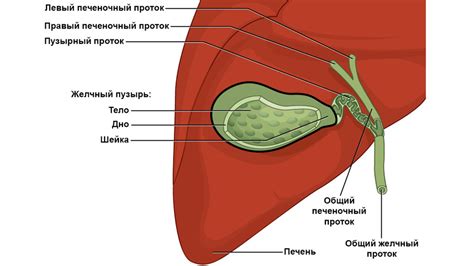 Роль и функции желчного пузыря в организме