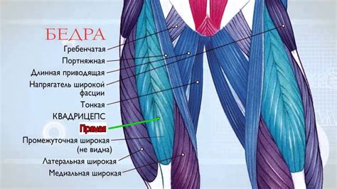 Роль и функции мышц во внутренней части бедра