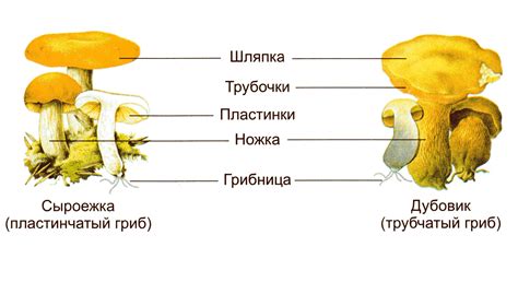 Роль и функции шляпки гриба: важнейшие аспекты