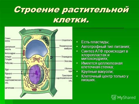 Роль клеточной оболочки в жизни растительных клеток