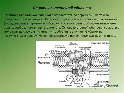 Роль клеточной оболочки в обеспечении функционирования винных дрожжей