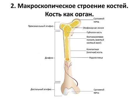 Роль ключевого костного элемента в движении и поддержке организма