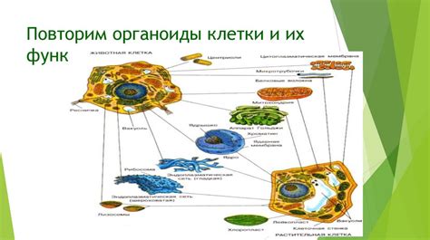 Роль компонентов клетки: функциональность и взаимодействие