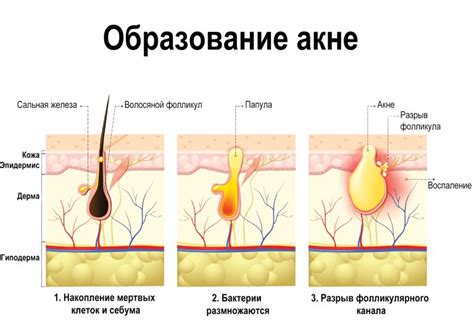 Роль копченой птицы в поддержании белкового баланса