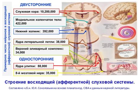 Роль кортиевого органа в функционировании слуховой системы