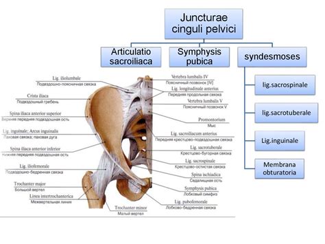 Роль костей, расположенных в нижней части спины: изысканная анатомия тазобедренного соединения
