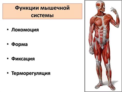 Роль костно-мышечной системы в поддержке органов и обеспечении двигательной активности