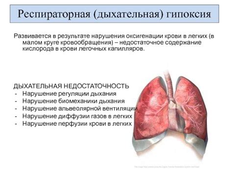 Роль легких в процессе оксигенации крови у человека