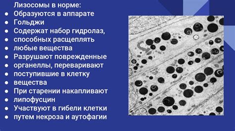 Роль лизосом в процессе старения и их связь с долголетием