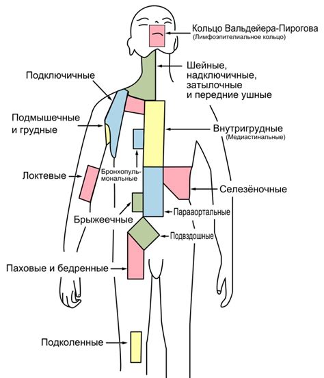 Роль лимфатических узлов в организме мужчин